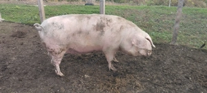 Porci crescuti cu cereale  - imagine 2