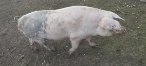 Porci crescuti cu cereale  - imagine 3