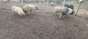 Porci crescuti cu cereale 