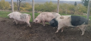 Porci crescuti cu cereale  - imagine 5