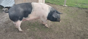 Porci crescuti cu cereale  - imagine 4