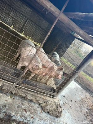 Vând porci 100-150kg - imagine 4