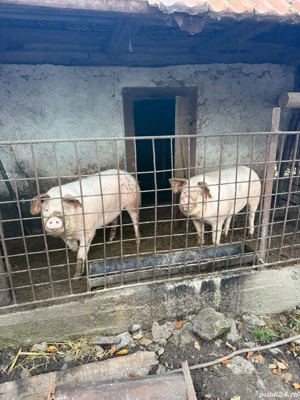 Vând porci 100-150kg - imagine 3