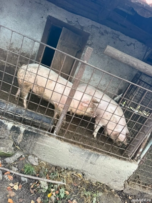 Vând porci 100-150kg - imagine 2