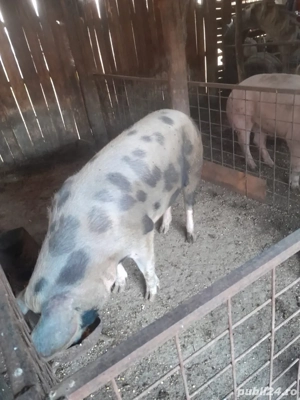 Vand porci la 200kg - imagine 3