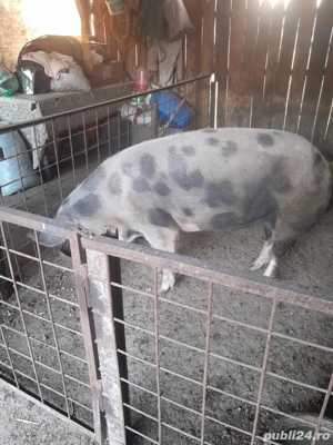 Vand porci la 200kg - imagine 5