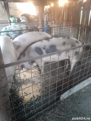 Vand porci la 200kg - imagine 4