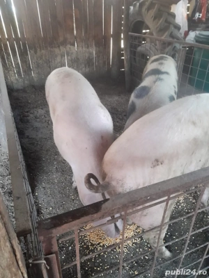 Vand porci la 200kg - imagine 2