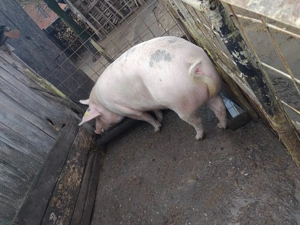 Vand porci - imagine 4