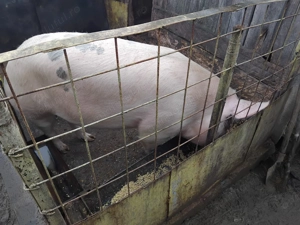 Vand porci - imagine 3