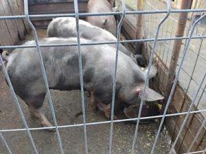 Vand porci - imagine 2