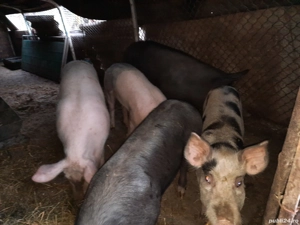 grasuni disponibili  - imagine 3