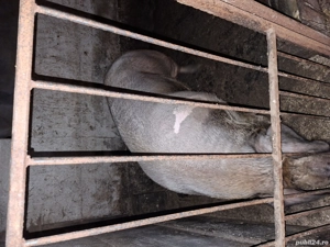 scroafa intre 300 350kg - imagine 2