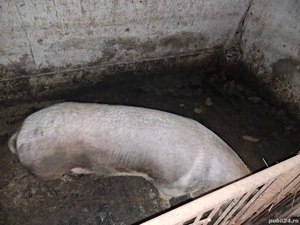 scroafa intre 300 350kg - imagine 3