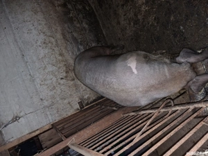 scroafa intre 300 350kg - imagine 4