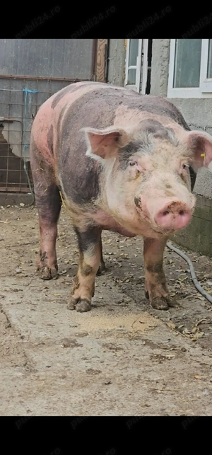 Cel mai mare porc din Galati  - imagine 5