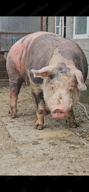 Cel mai mare porc din Galati  - imagine 3