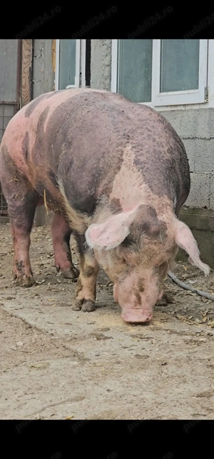 Cel mai mare porc din Galati  - imagine 2