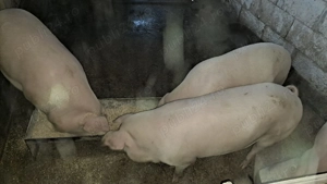 Vânzare porci vii crescuți în ogradă  - imagine 2