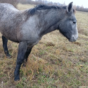 vand manz crescut bio  - imagine 3