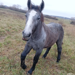 vand manz crescut bio  - imagine 2