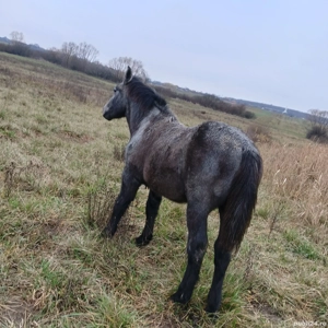 vand manz crescut bio  - imagine 5