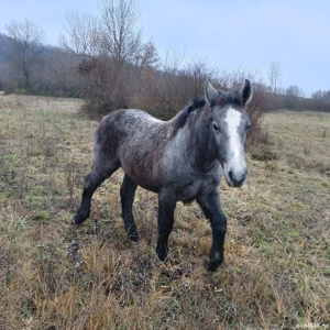 vand manz crescut bio 