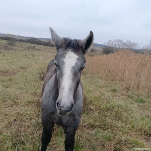 vand manz crescut bio  - imagine 4