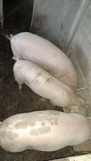 Vânzare porci vii crescuți în ogradă  - imagine 3