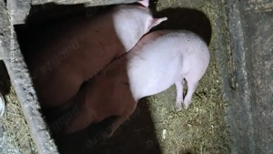 vand porc si purcei - imagine 2