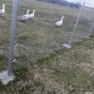 vand gaste crescute bio 