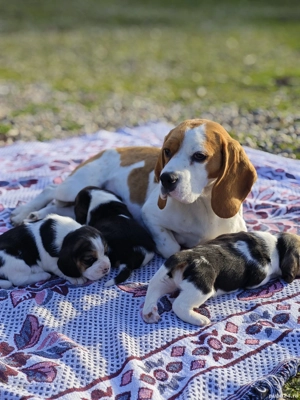 Pui Beagle tricolor