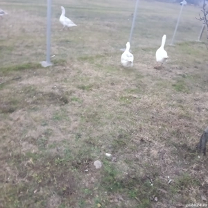 vand gaste crescute bio  - imagine 5