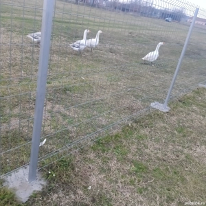 vand gaste crescute bio  - imagine 4