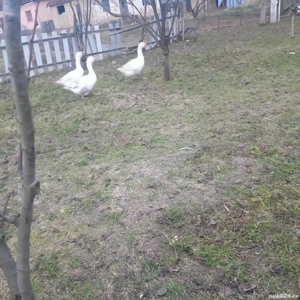 vand gaste crescute bio  - imagine 3