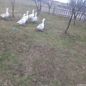 vand gaste crescute bio  - imagine 2