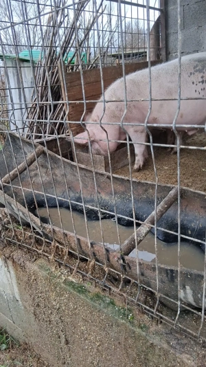 Vând porci crescuți natural