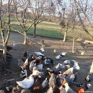 vand rare crescute bio  - imagine 2