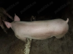 Porc crescut în gospodărie 100% bio aproximativ 100 de kg