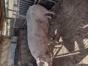 Scroafa rasa Yorkshire 