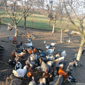 vand rare crescute bio 