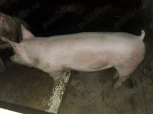 Porc crescut în gospodărie 100% bio aproximativ 100 de kg - imagine 2