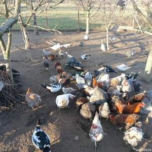 vand rare crescute bio  - imagine 4