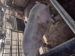 Scroafa rasa Yorkshire  - imagine 3