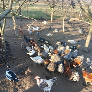 vand rare crescute bio  - imagine 3