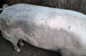 Porci de vânzare crescuti la țară 120-130 kg