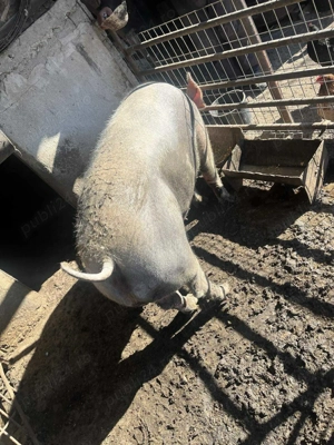 Porci disponibili - imagine 2