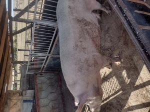 Scroafa rasa Yorkshire  - imagine 4