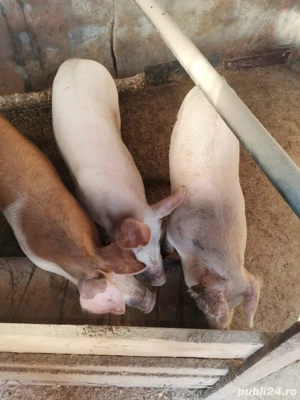 vand porci - imagine 2