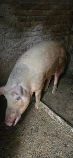 Vand porc aprox 200kg - imagine 2